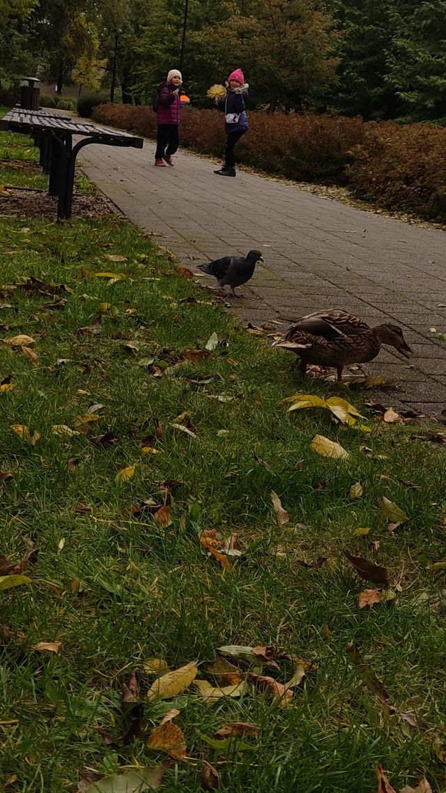 duck dinner