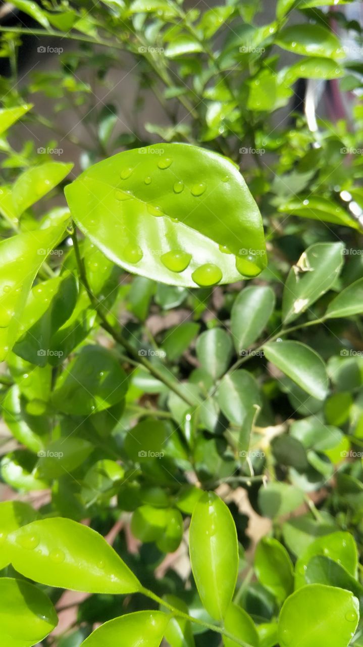 tree leaf images