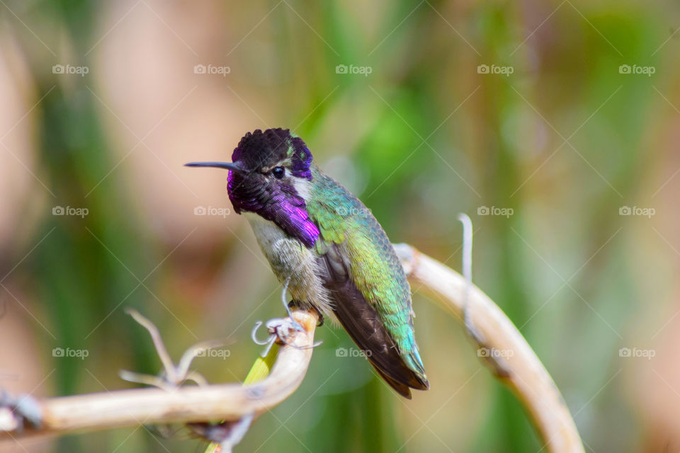 Purple-necked hummingbird