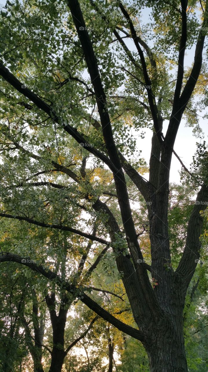 trees along the trail