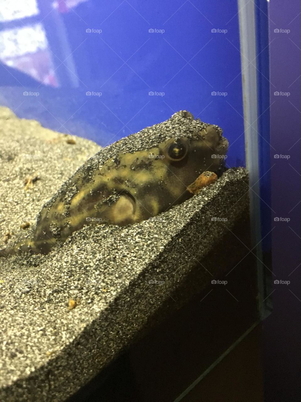 Fugu tetrapod fahaca