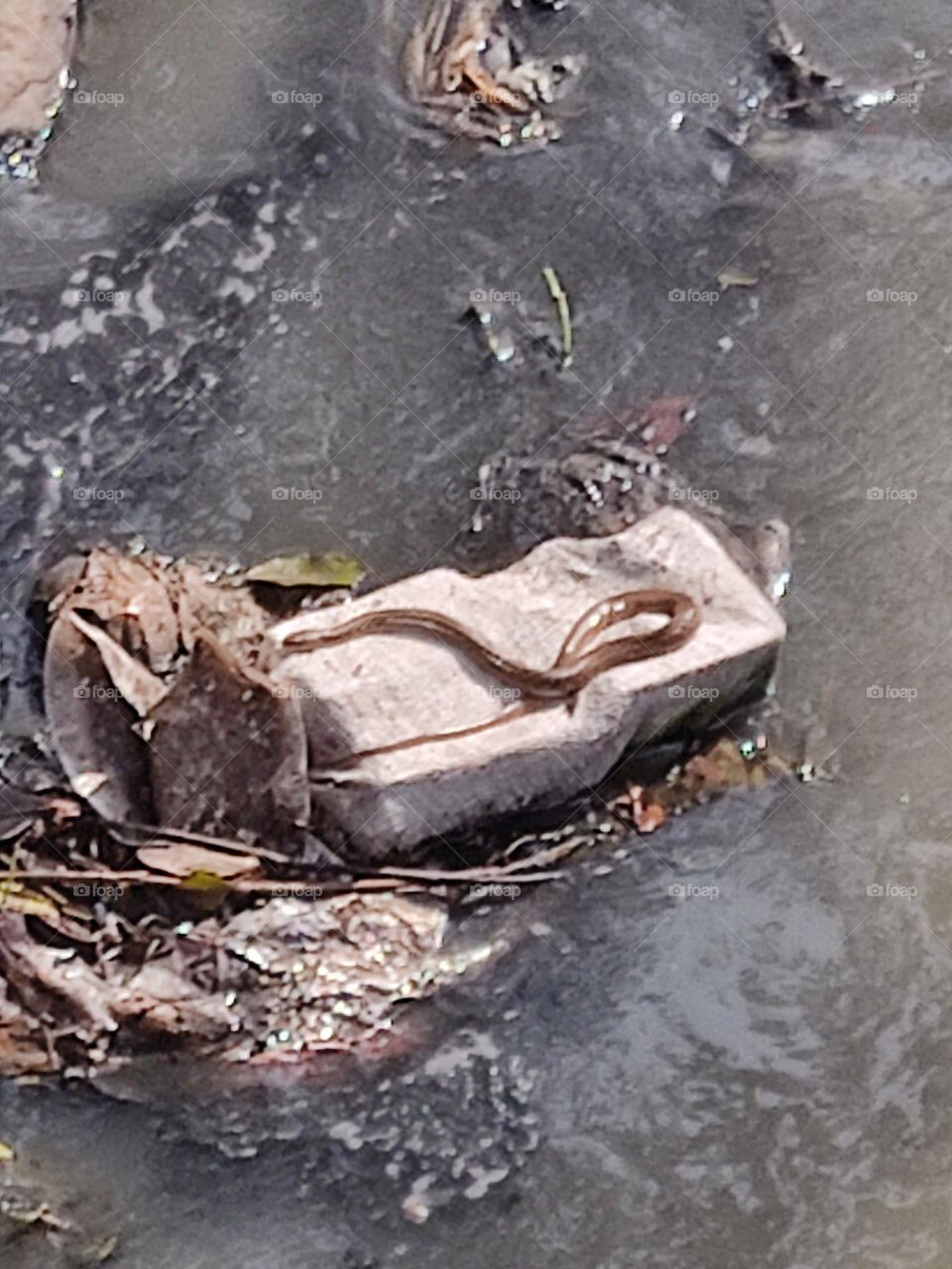 Snake enjoying the sunlight! 😍☀🐍👌