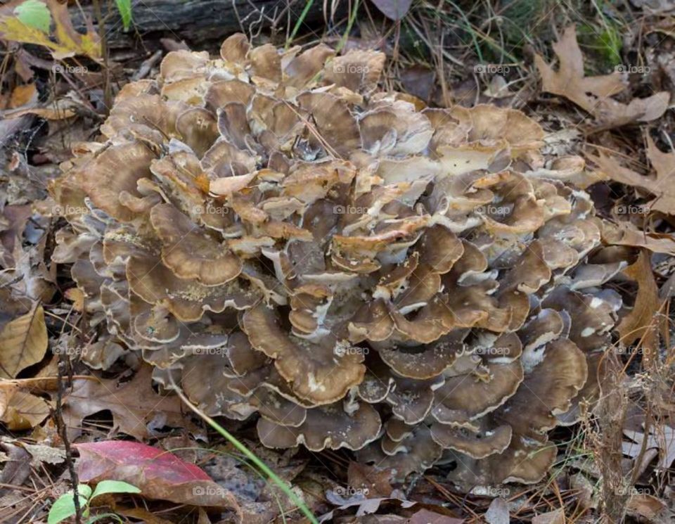 Hen of the woods