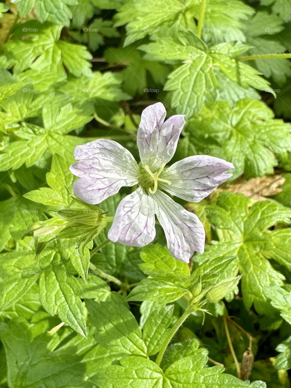 Single geranium flower growing in container garden at Braunston Marina in England Great Britain gardening late summer nature