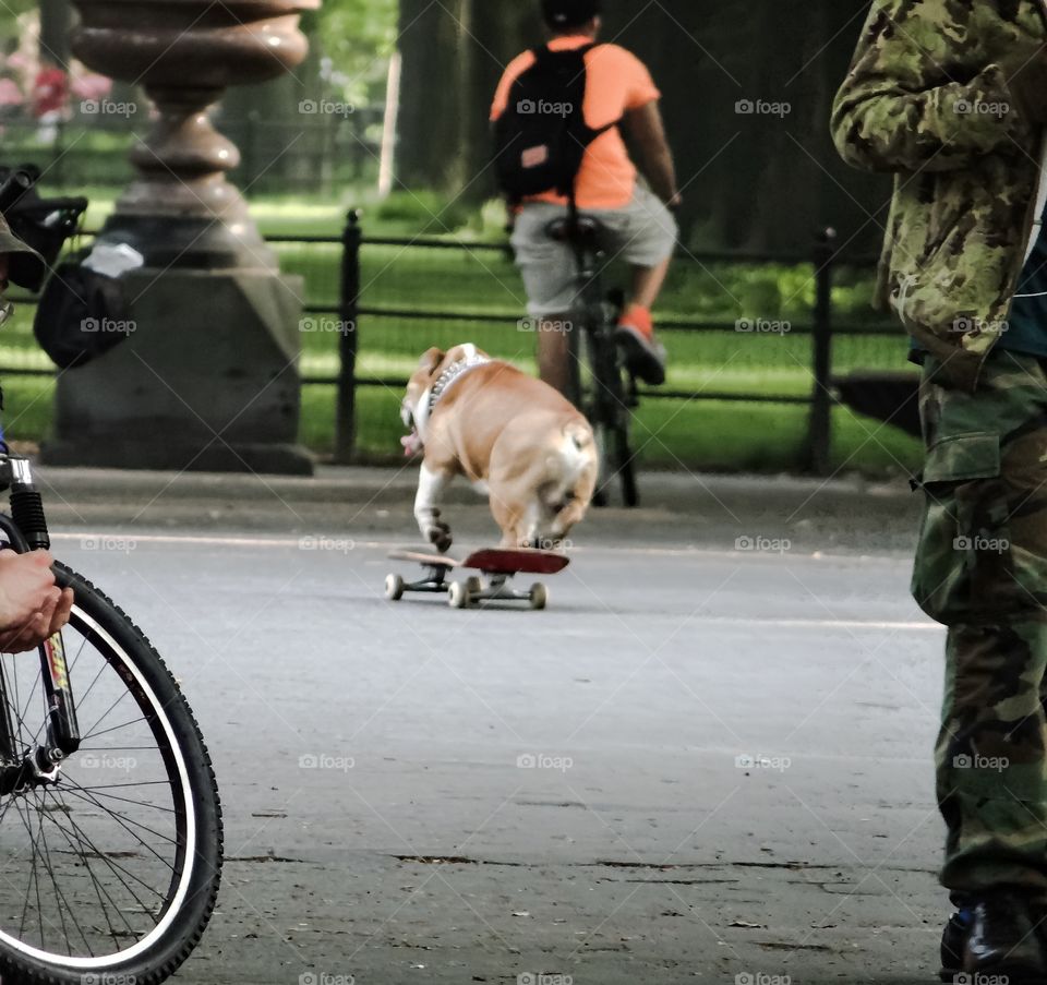 Skating Dog