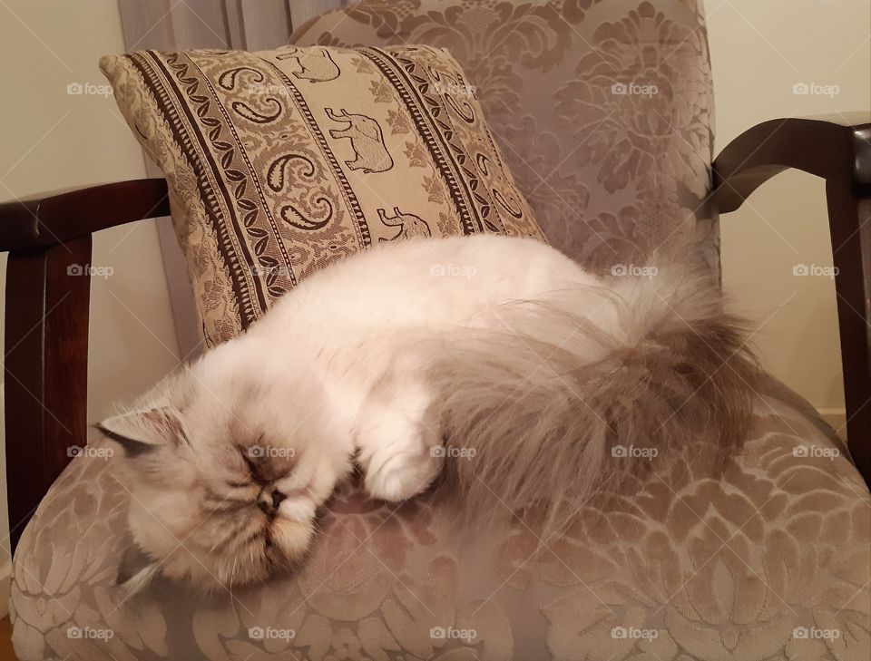 Gatinha dengosa que escolhe o lugar pra dormir.