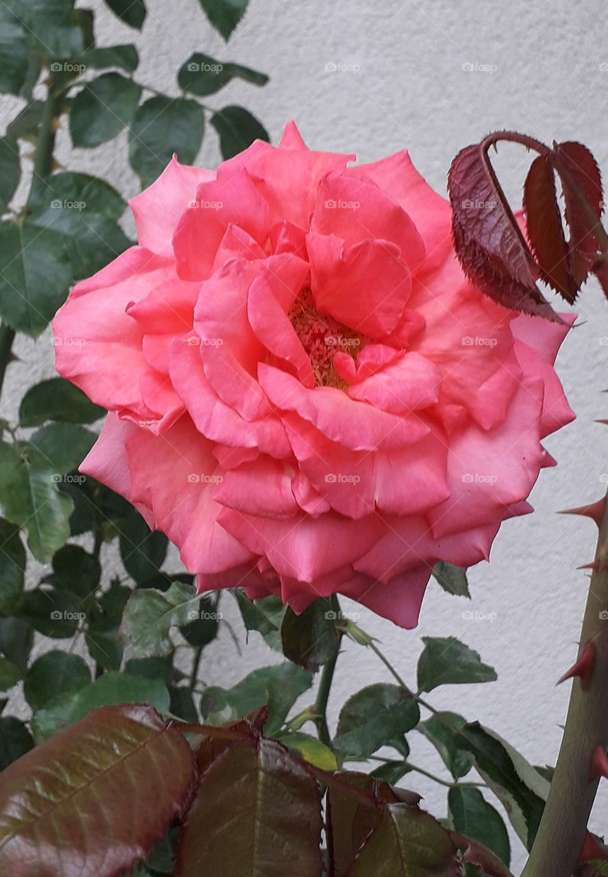 pink flower and new shoots of rose against the wall