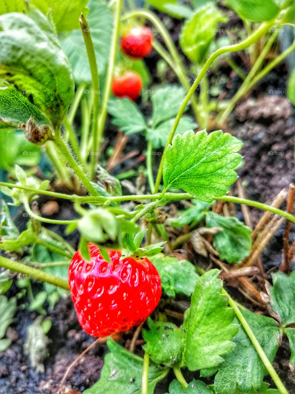 Strawberry