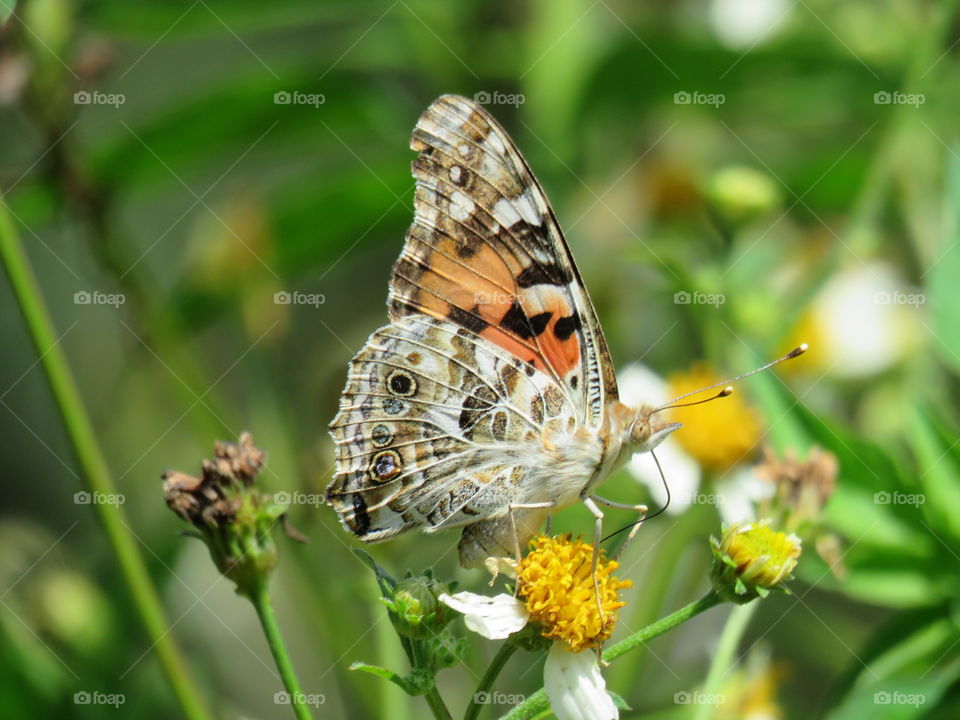 painted lady