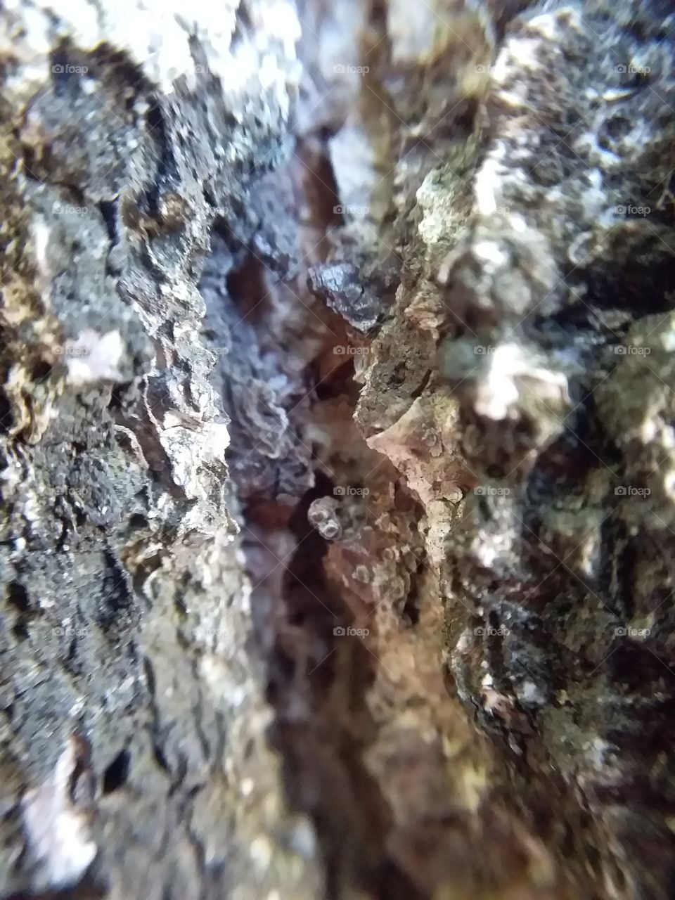 Birch bark.