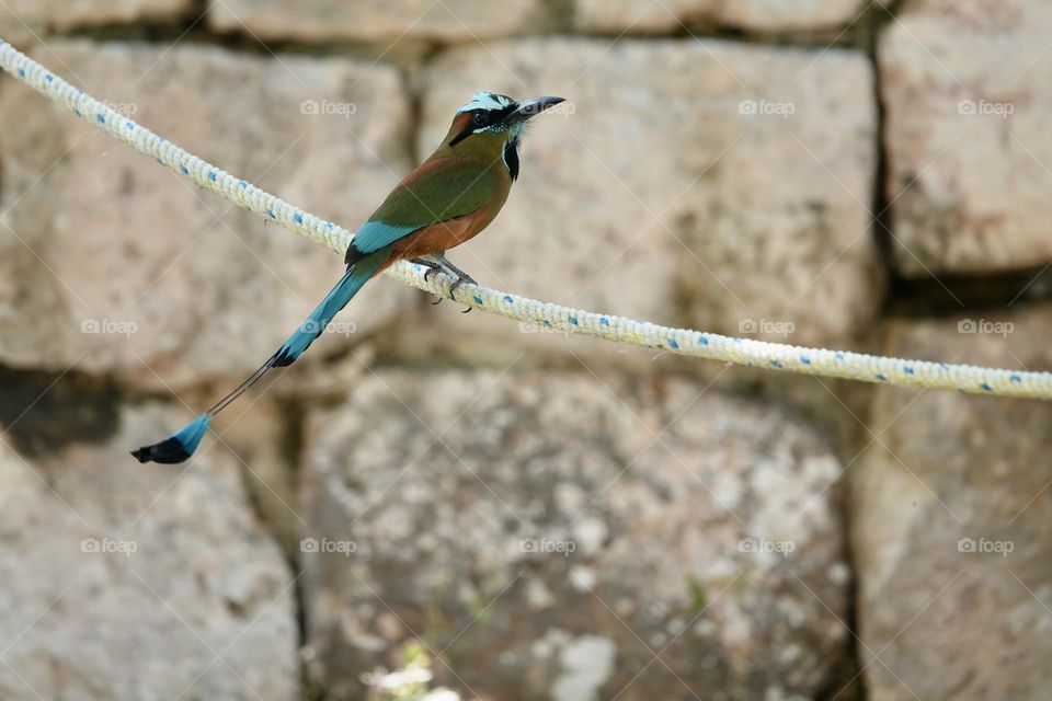 Photo of beautiful Turquoise-browed motmot sitting on rope in Mexico on stone background.