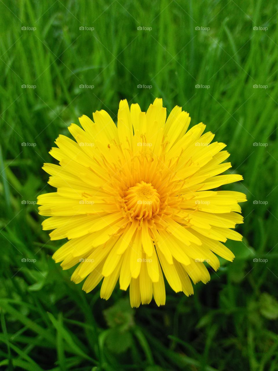 yellow. just a pic in my backyard. 