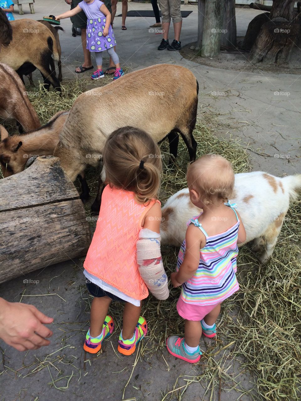 Grand kids zoo with goats 