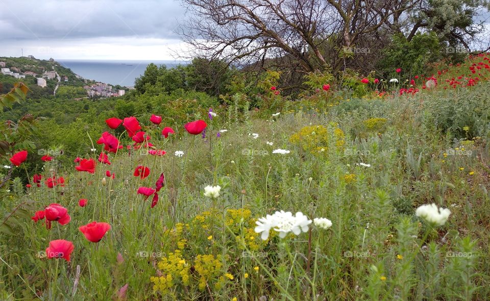 Poppies in a meadow with the sea on the background