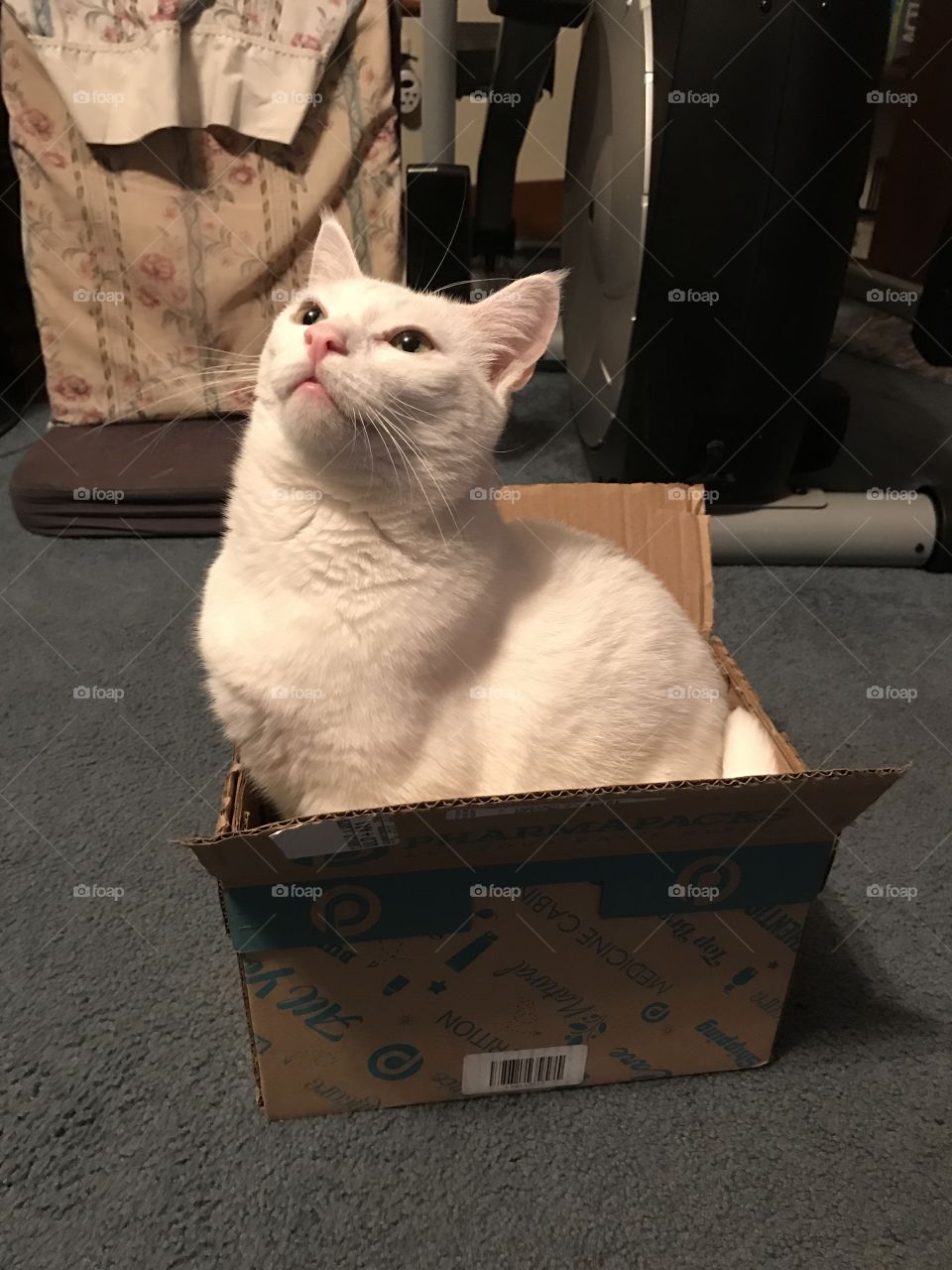 Cat in a box