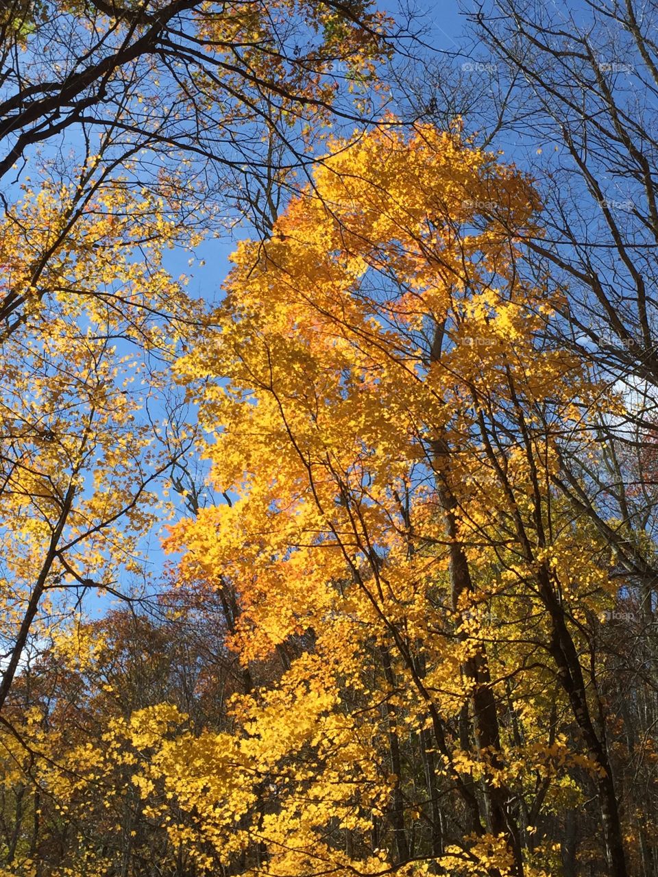 Fall, Leaf, Tree, Nature, Season