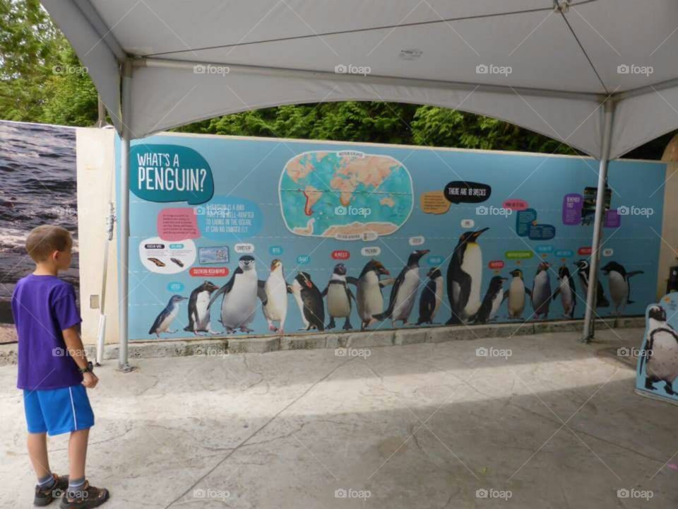 What's a Penguin? wall graphic.