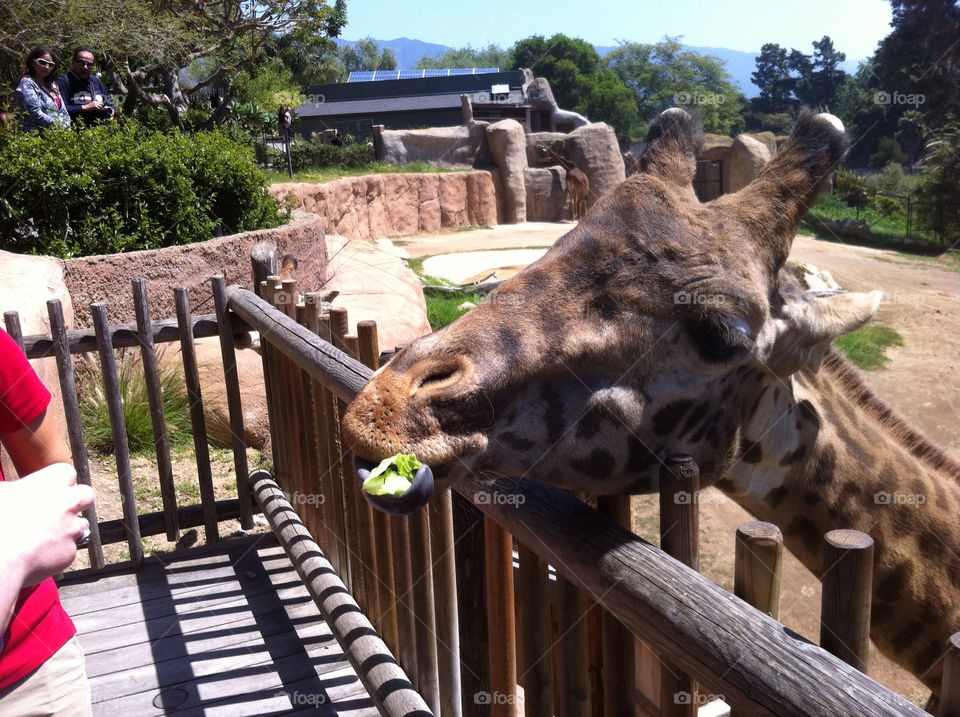 zoo feeding african giraffe by bdesign