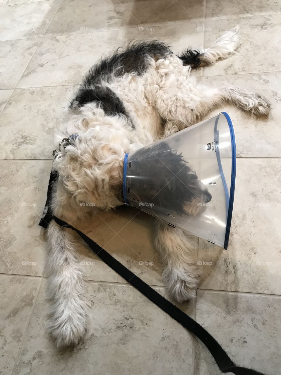 Young 6 month old Pyredoodle with Elizabethan collar
