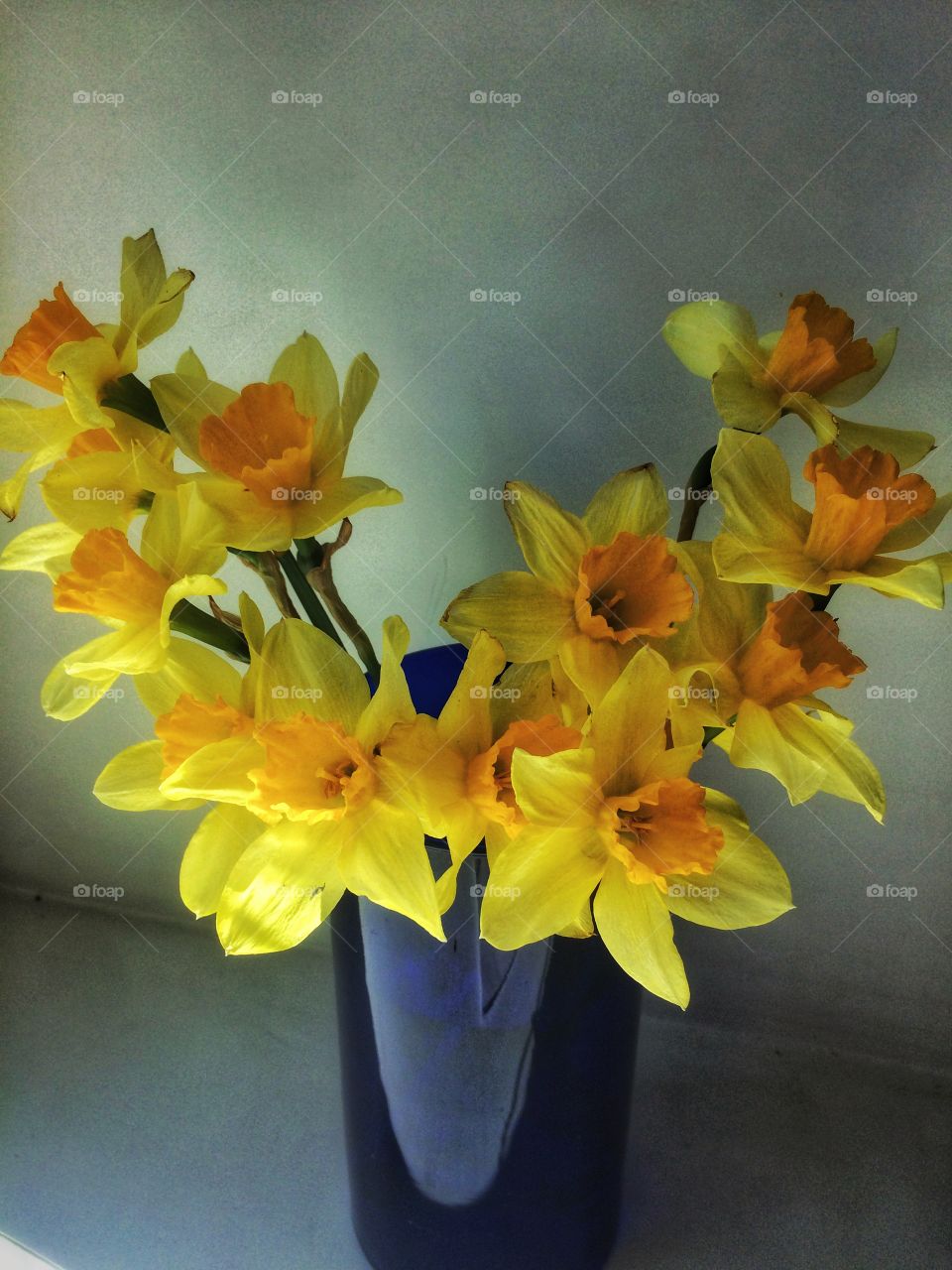 Bunch of narcissus 