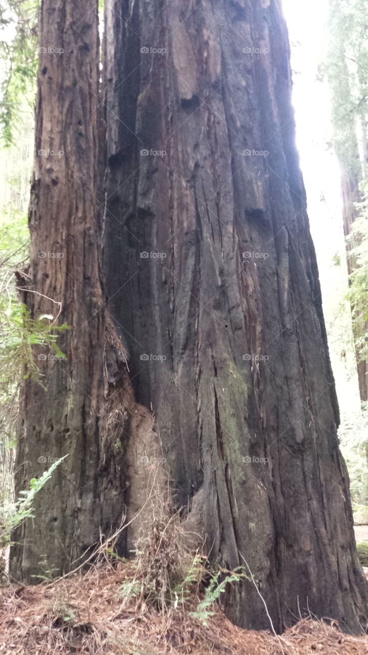 Big ol redwood