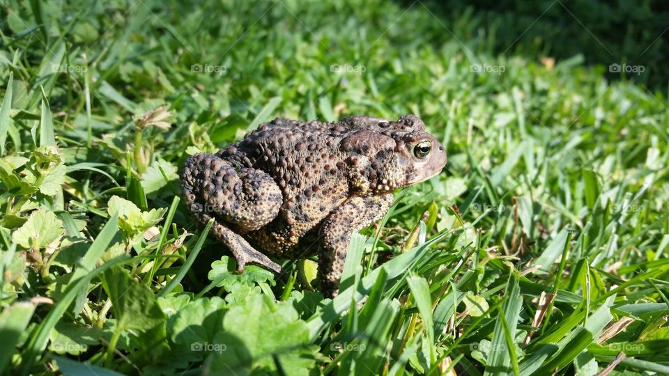 Toad in field