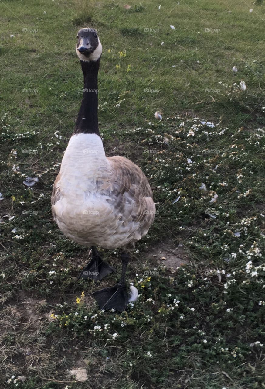 Canadian geese