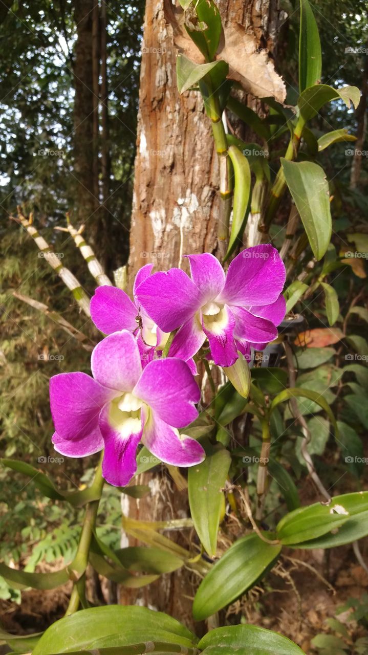Orchid