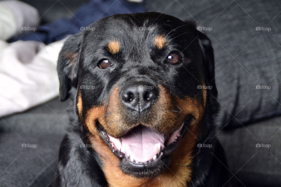 Close-up of rottweiler