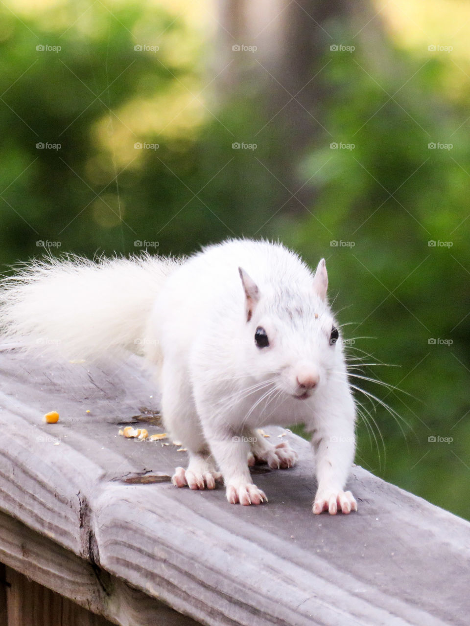 White squirrel