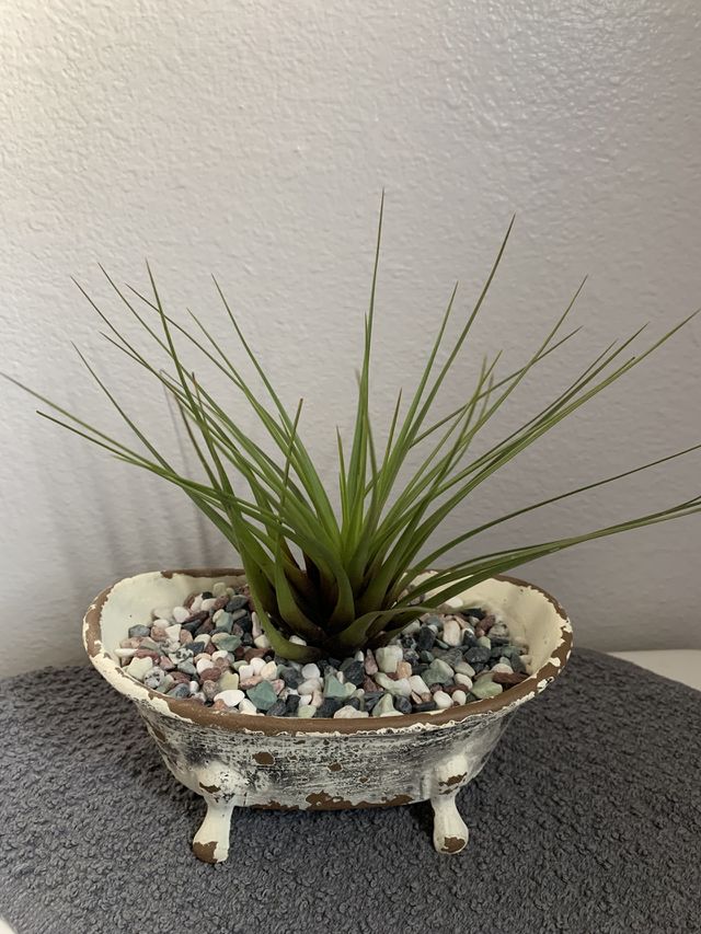 Air plant