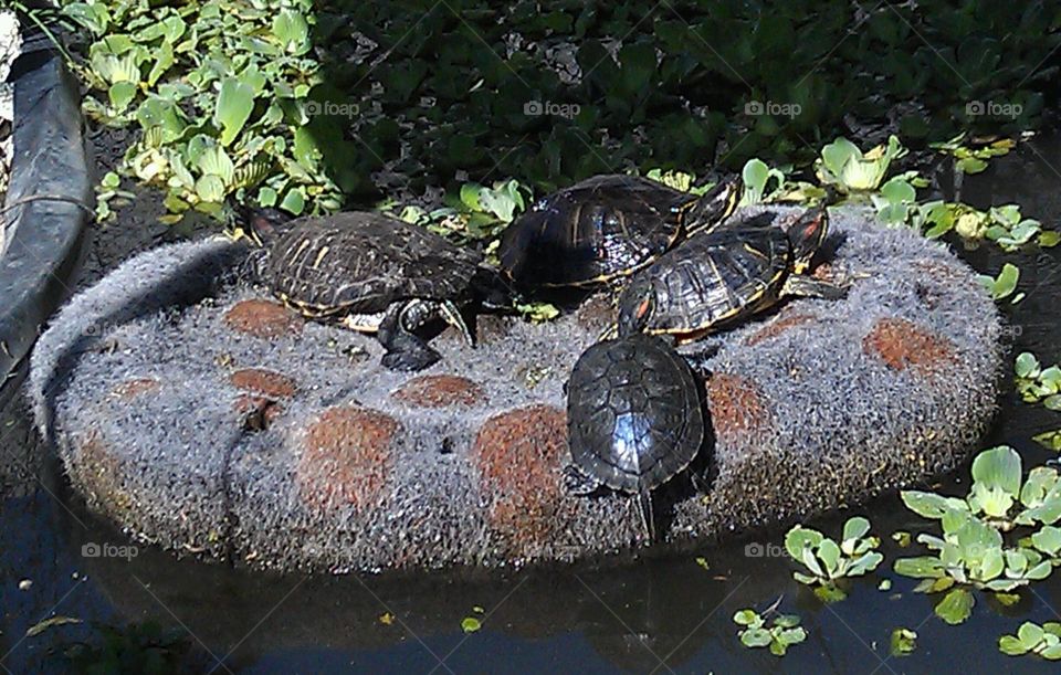 My turtle pond