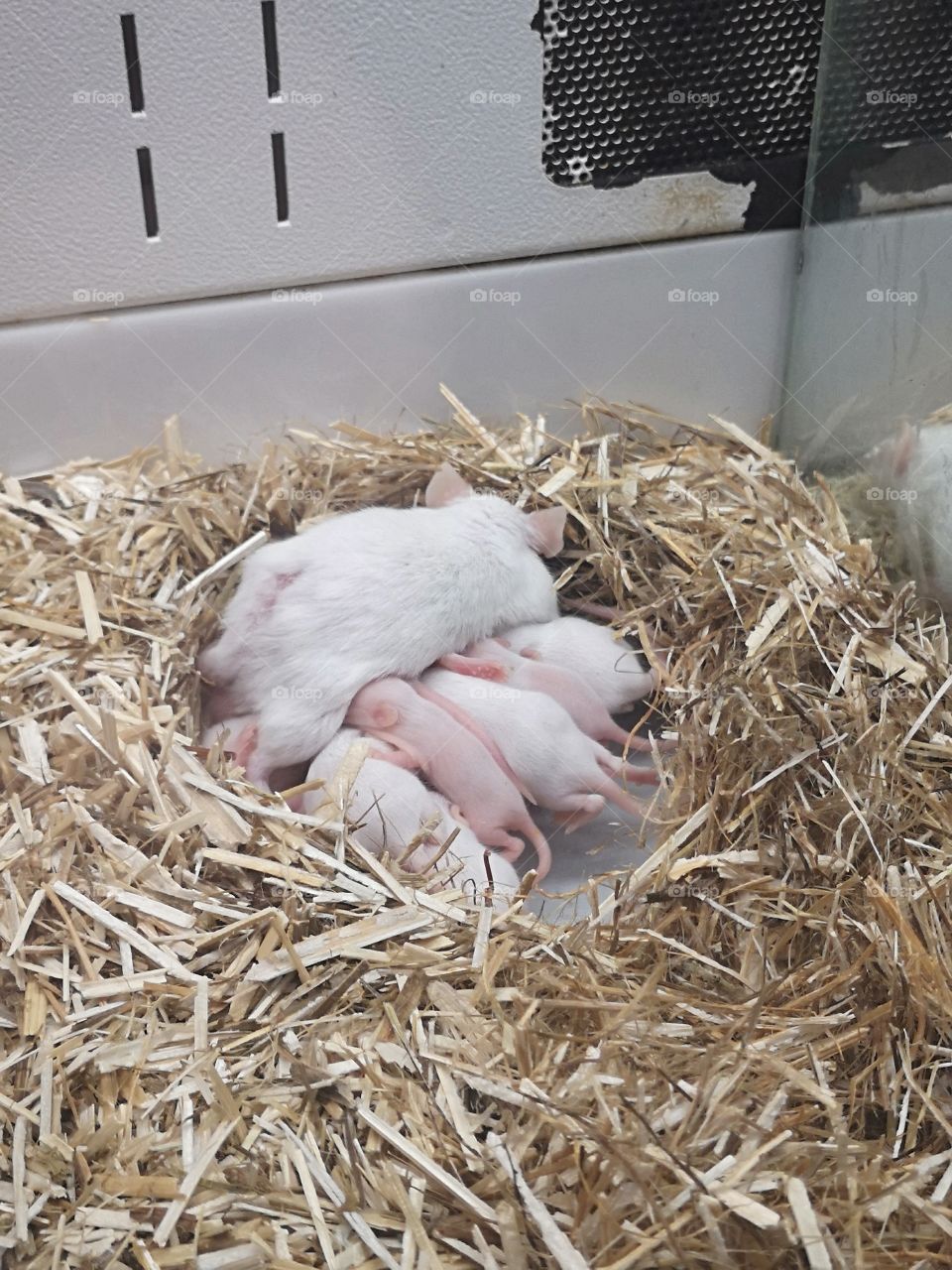 Mother Rat Feeding Her Young