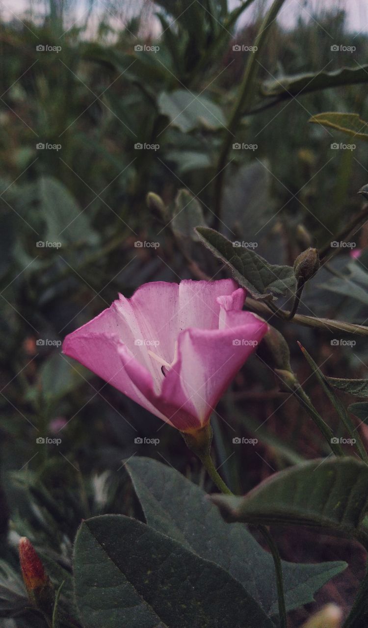 Convolvulus. shrub. aesthetic. nature. pink