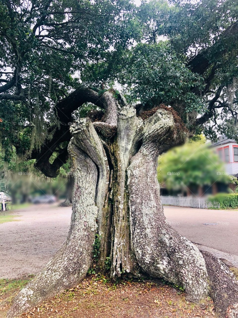 Very old huge Spanish moss tree in historical Madisonville, Louisianna 