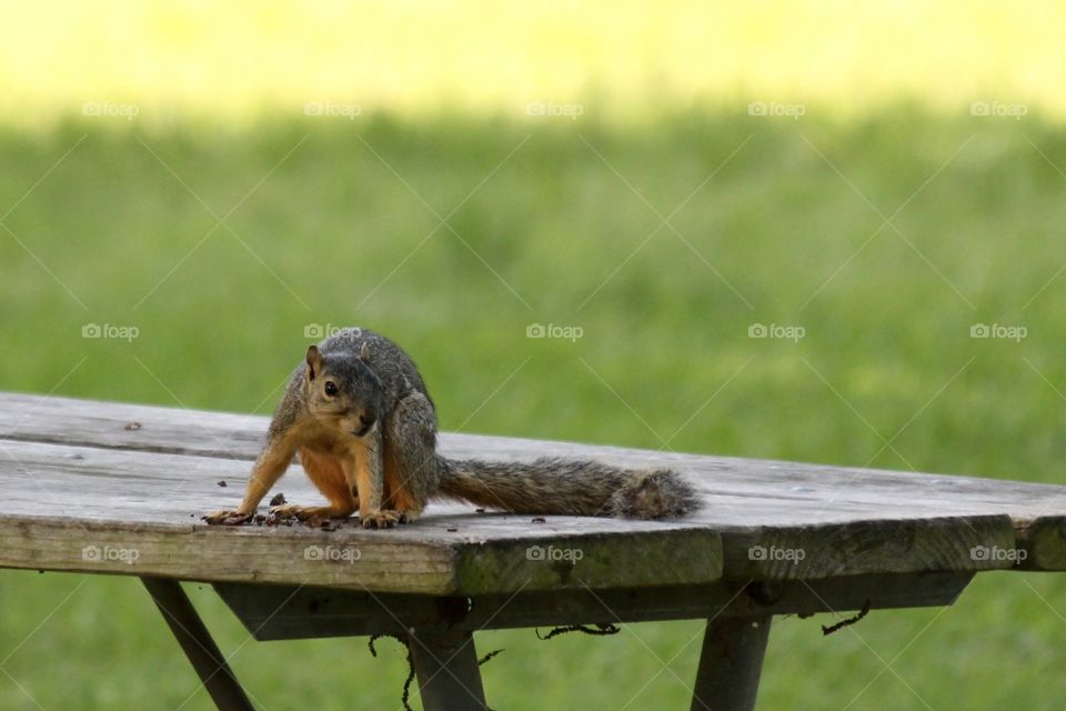 Squirrel on a table in the park