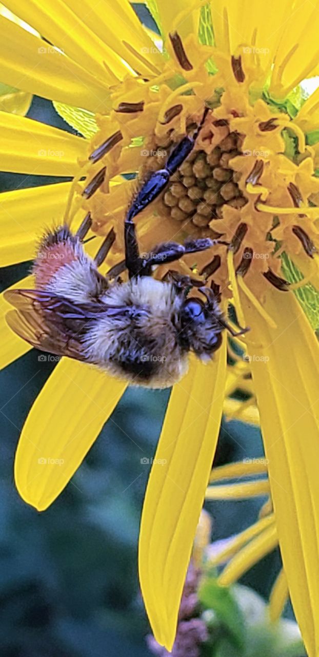 Beer collecting pollen from a yellow plant. Also capable of buzz pollination, in which they dislodge pollen from the anthers by creating a resonant vibration with their flight muscles. ... 