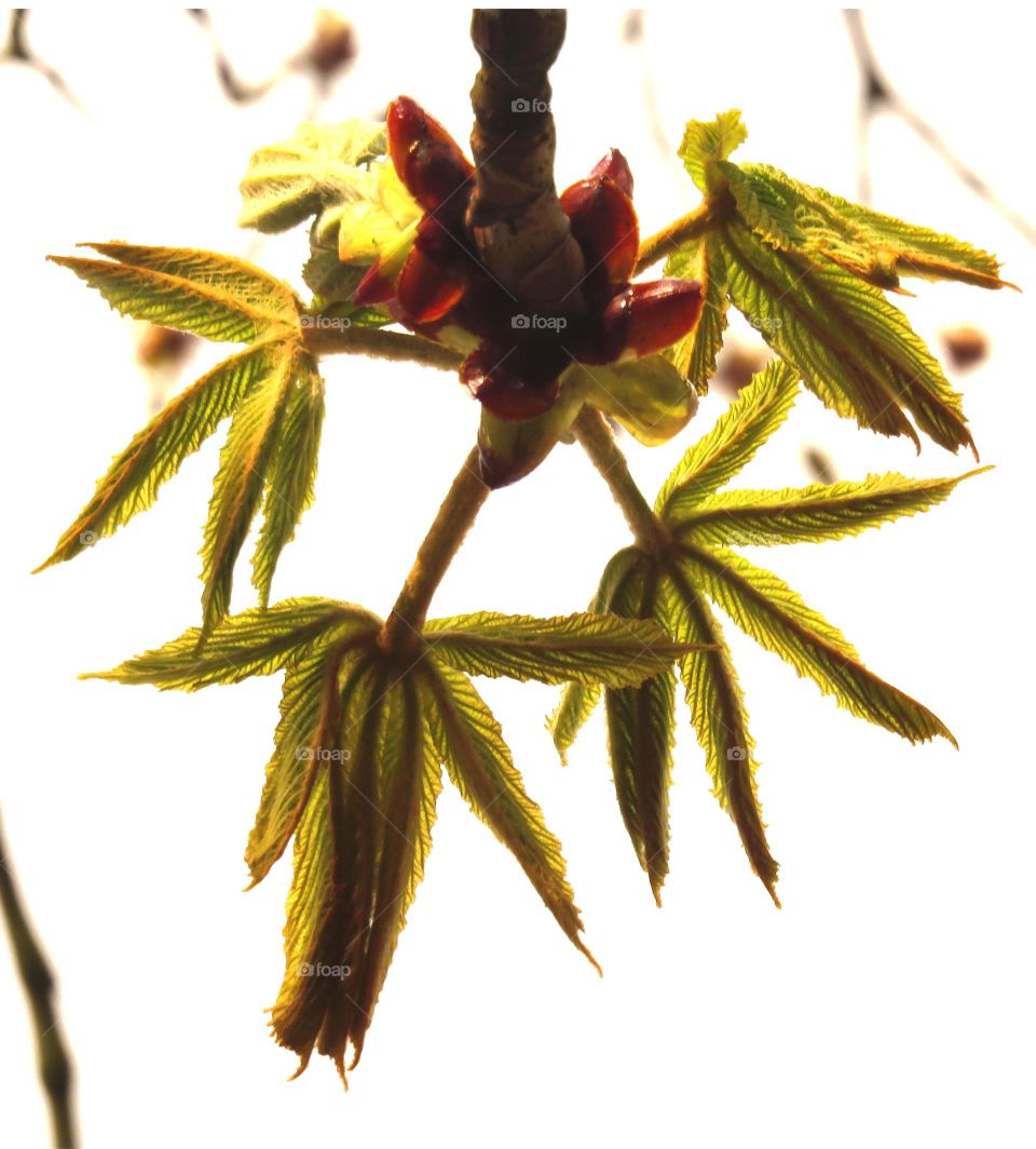 translucent leaves