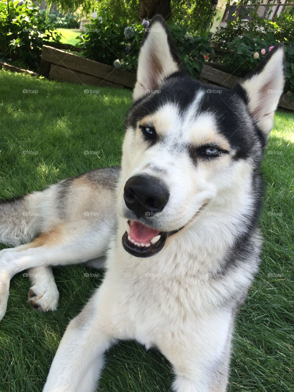 Husky sitting in grass