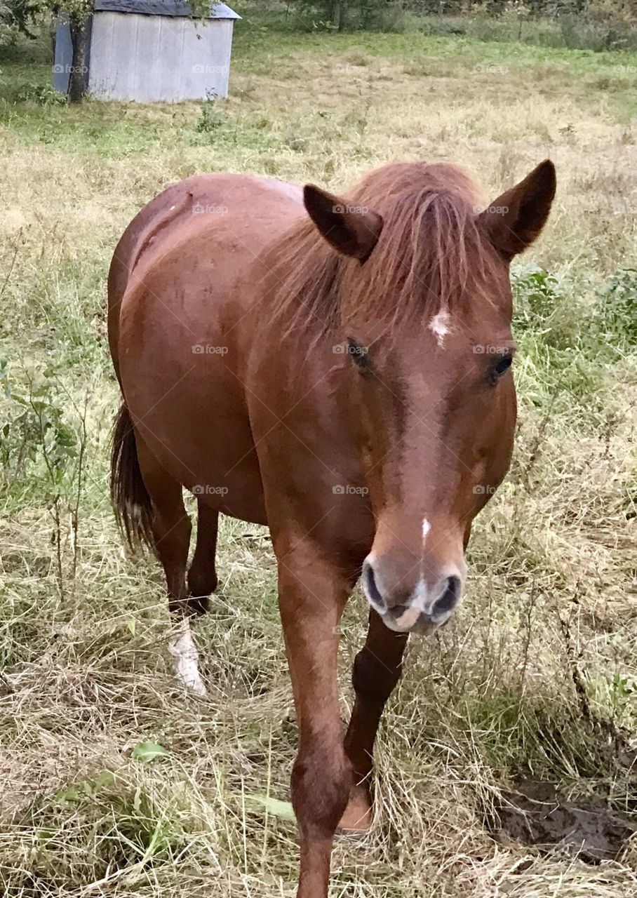 Sweet Horse, Mare