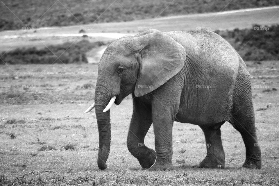 Africa elephant. in black and white.