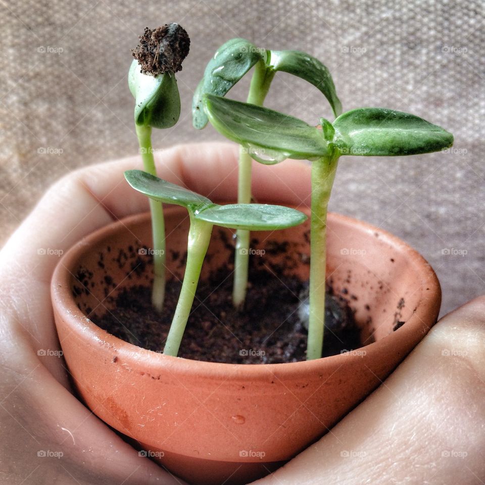 Sunflower Seedlings. Planted by my six year old daughter 