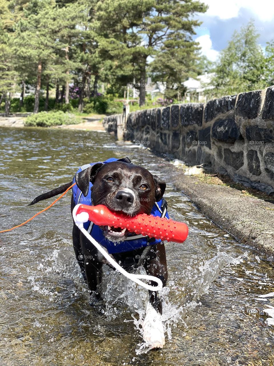 Happy dog wearing a life jacket while playing with it’s toy in the lake on a sunny summer day 