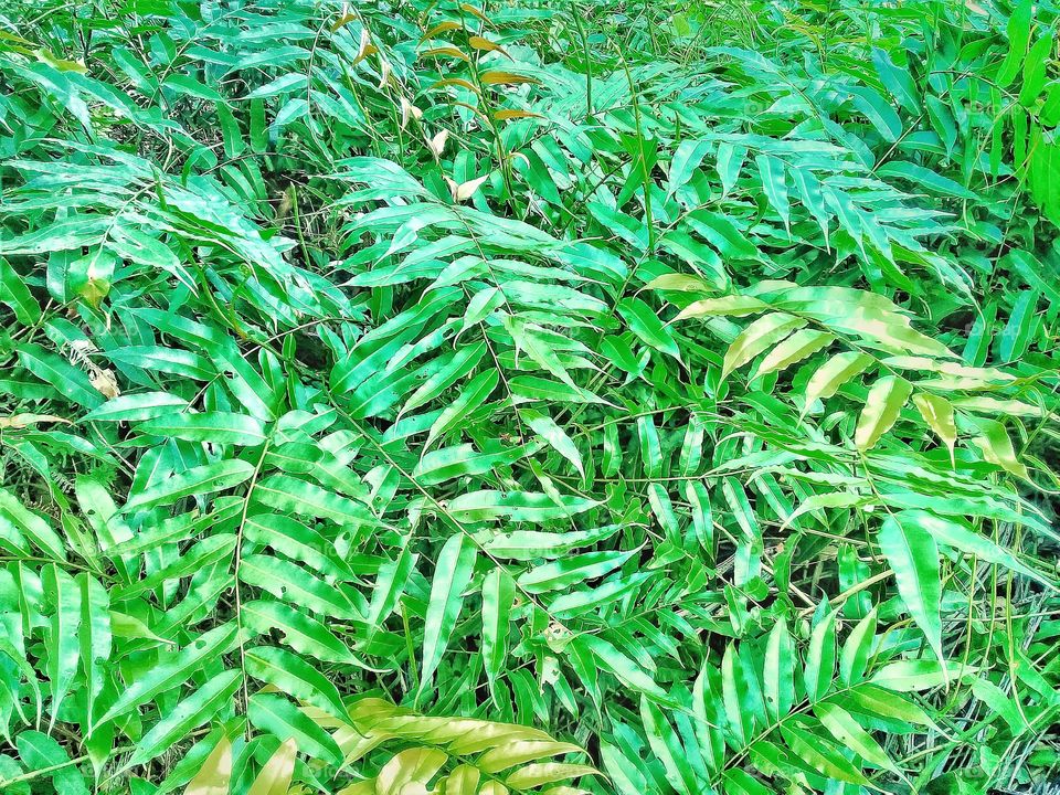 stenochlaena palustris .this weed grows in tropical climates.