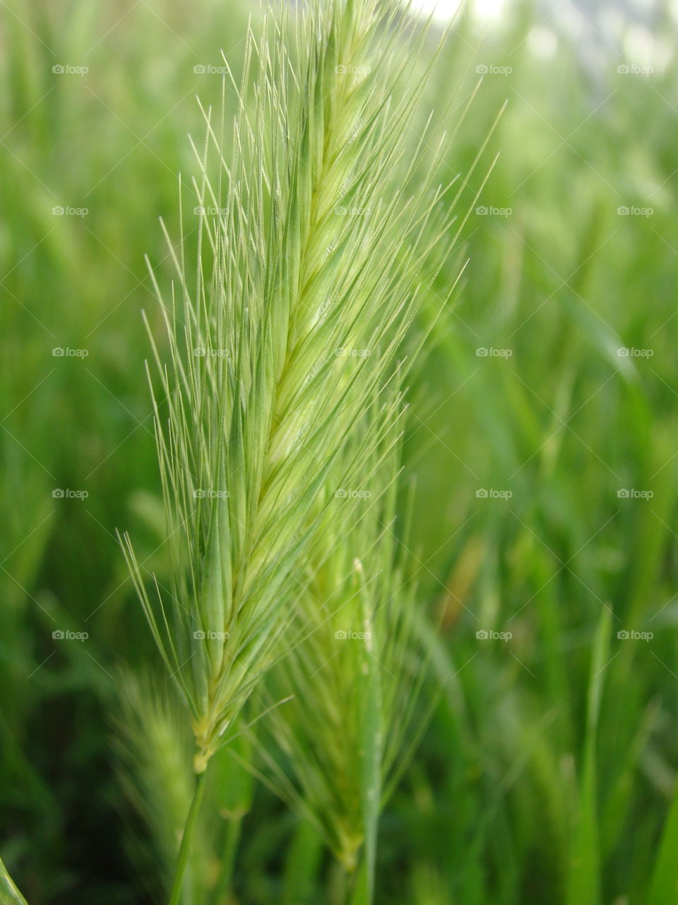 Wheat growing in field