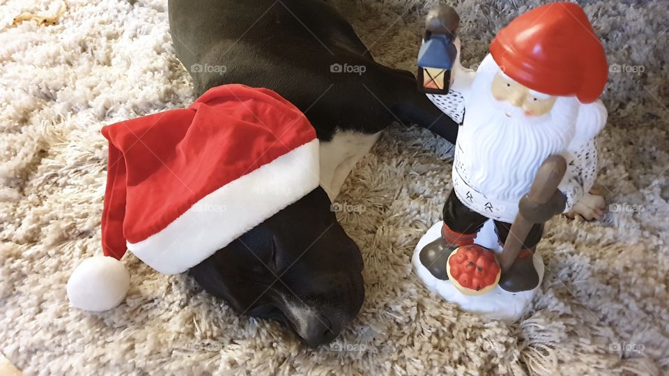 Dog dreaming of Christmas - hund sover drömmer jul tomte 