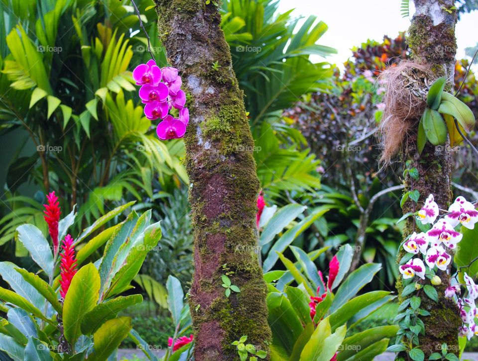 Side view of beautiful orchids growing on trees.  Tropical climate.  Photo taken in Costa Rica