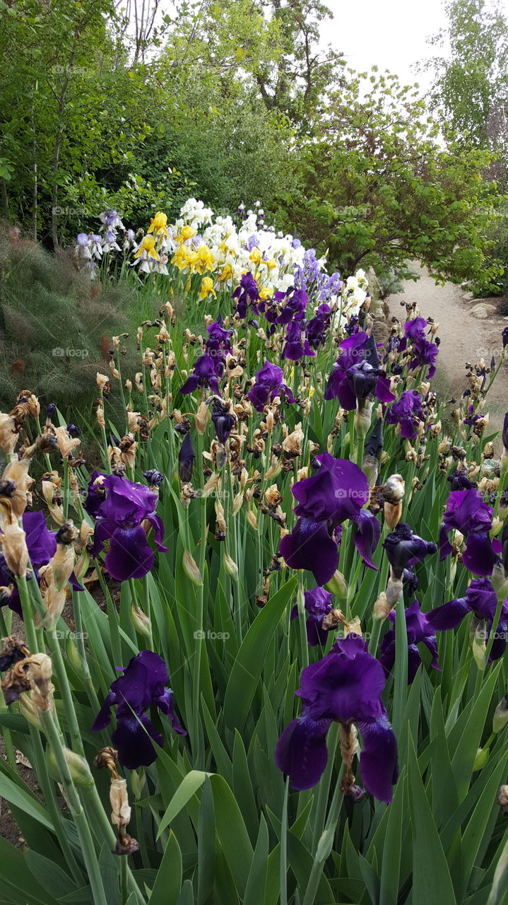 Field of Irises (pt. 2). Tighter shot of the irises.
