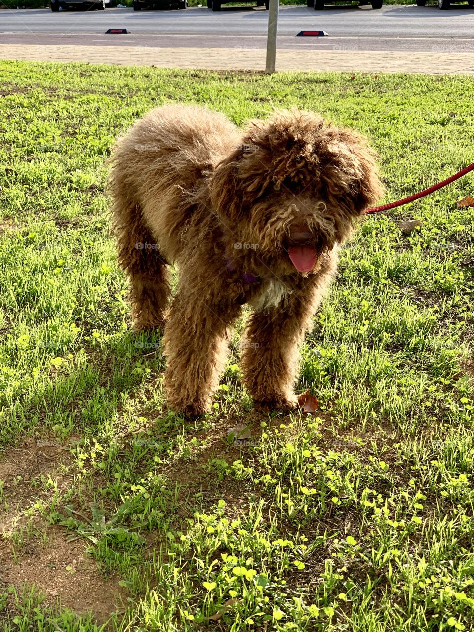 Spanish water dog 