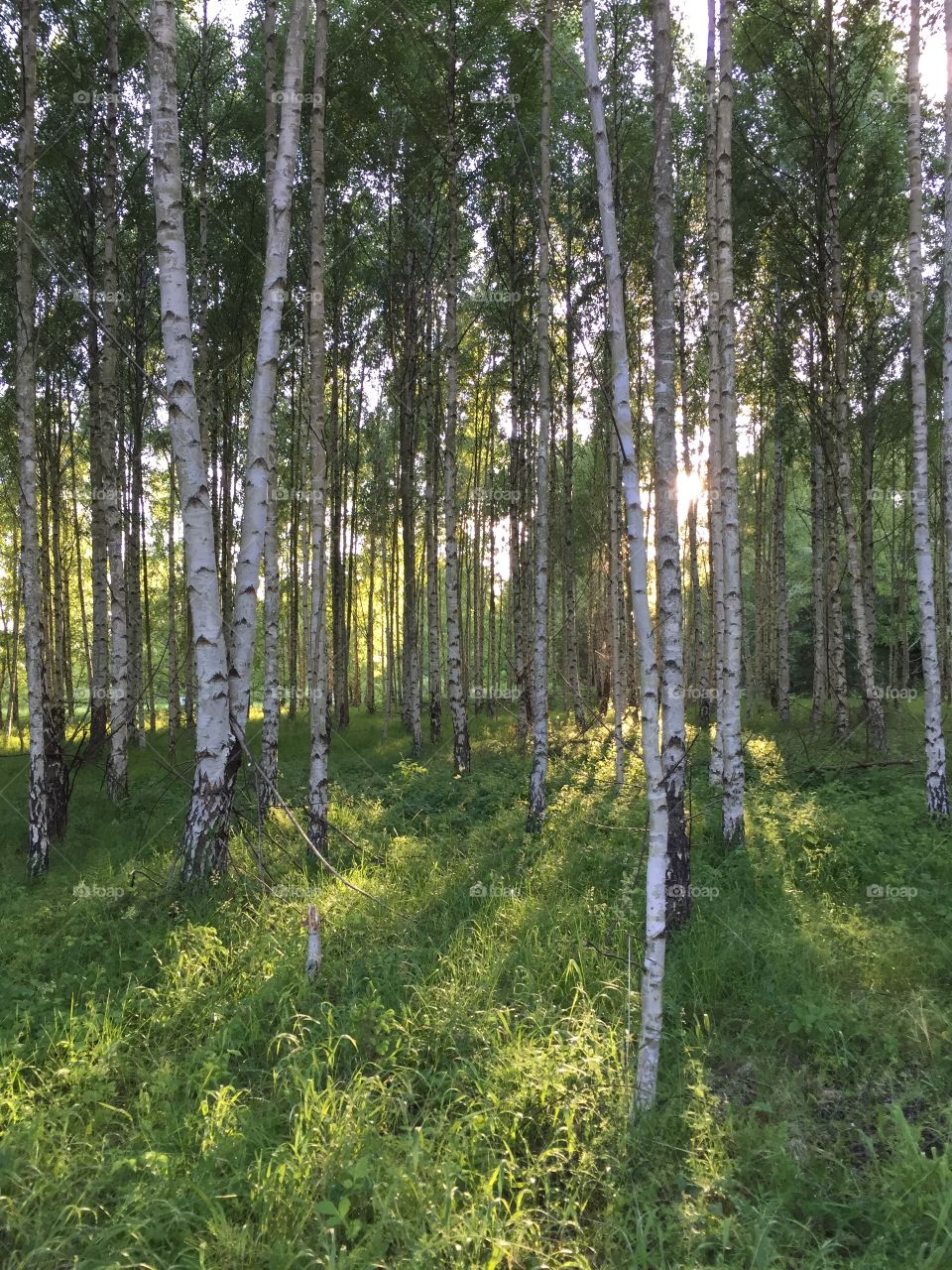 Summer. Trees. Birch trees. Scandinavian. Nordic. Nature. Sun. Forest. Sweden. 